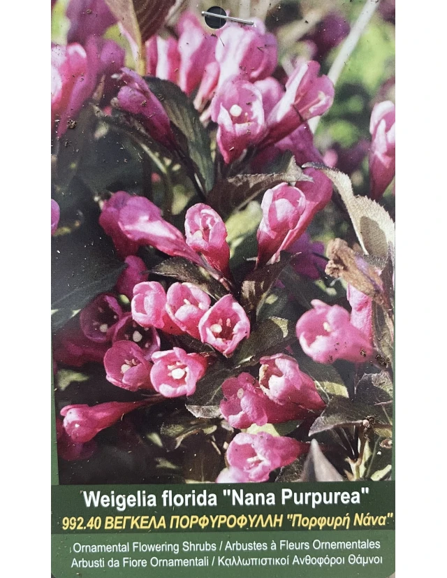Weigela florida Nana Purpurea