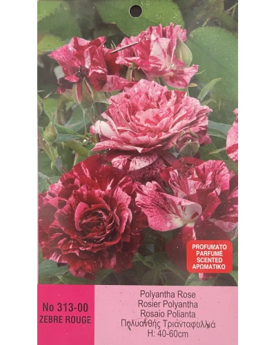 Trandafiri Polyantha Zebre Rouge