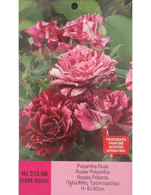 Trandafiri Polyantha Zebre Rouge