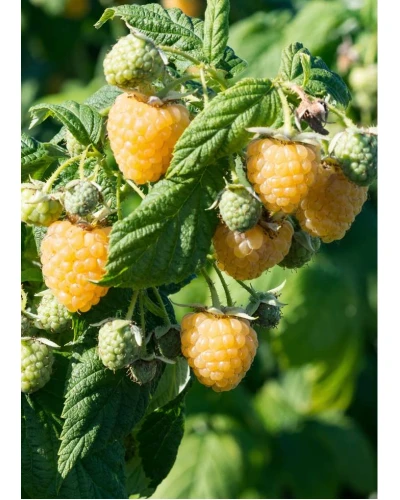 Zmeura galbena Rubus Idaeus Fallgold