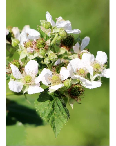 Zmeura galbena Rubus Idaeus Fallgold