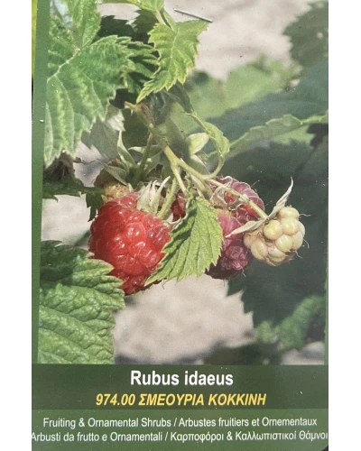 Zmeura Rubus Ideaus