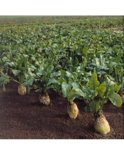 Sfecla furajera Zentaur Poly