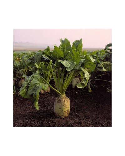 Sfecla furajera Zentaur Poly