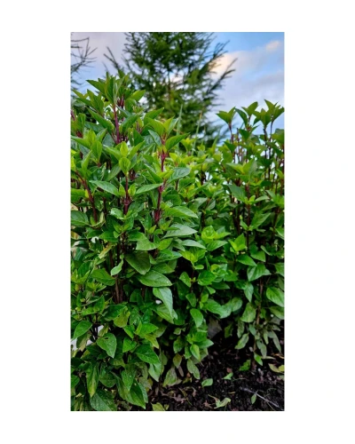 Seminte Busuioc Thai