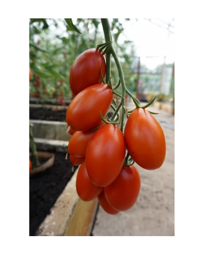 Seminte Tomate Blumko