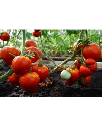Seminte Tomate Gourmandia H