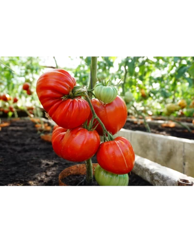 Seminte Tomate Gourmandia H