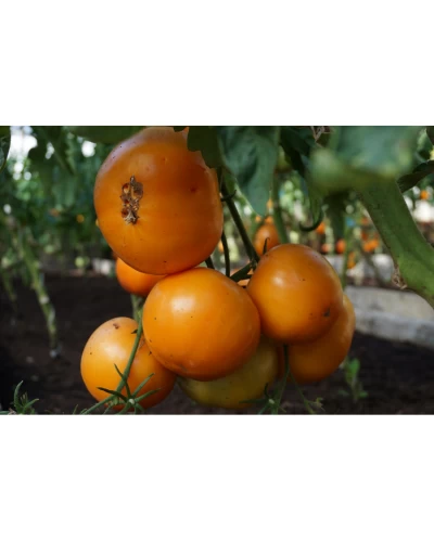 Seminte Tomate Jantar