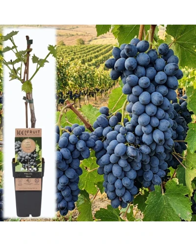 Vita de vie Vitis Nero, Arbust fructifer, Ghiveci 2 l, H 25-30 cm, 1 buc