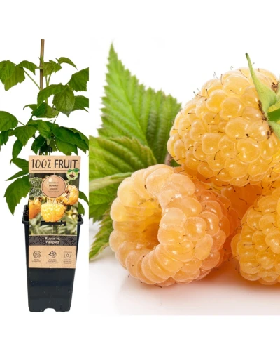Zmeura galbena Rubus Idaeus Fallgold