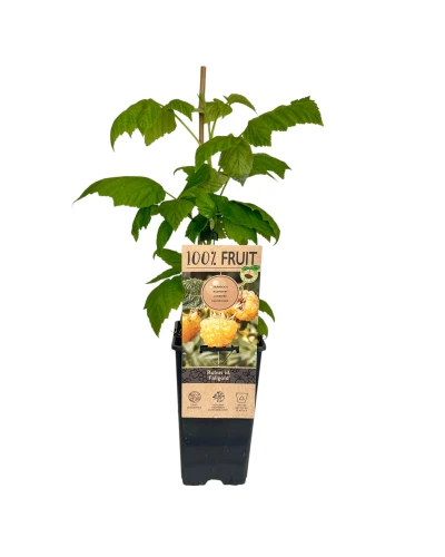 Zmeura galbena Rubus Idaeus Fallgold