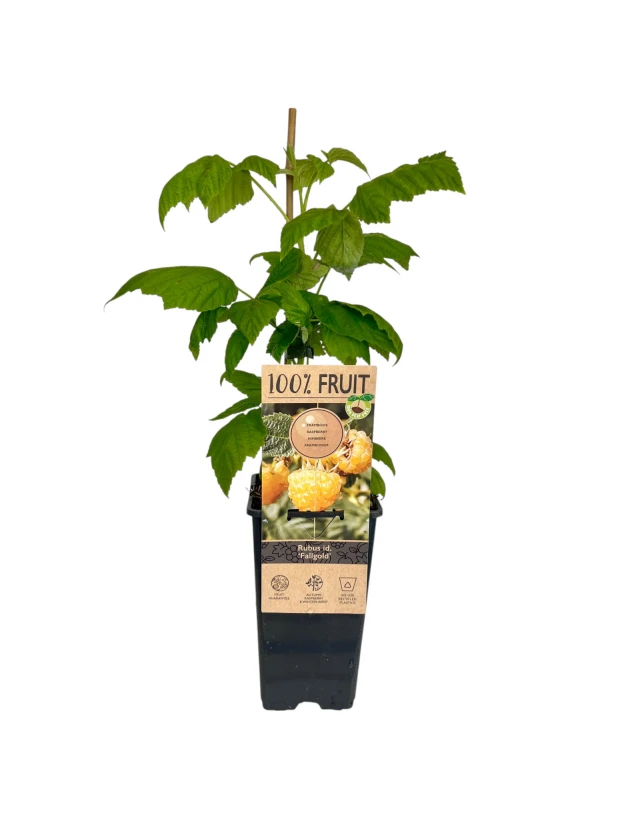Zmeura galbena Rubus Idaeus Fallgold